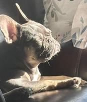 French Bulldog Lilah